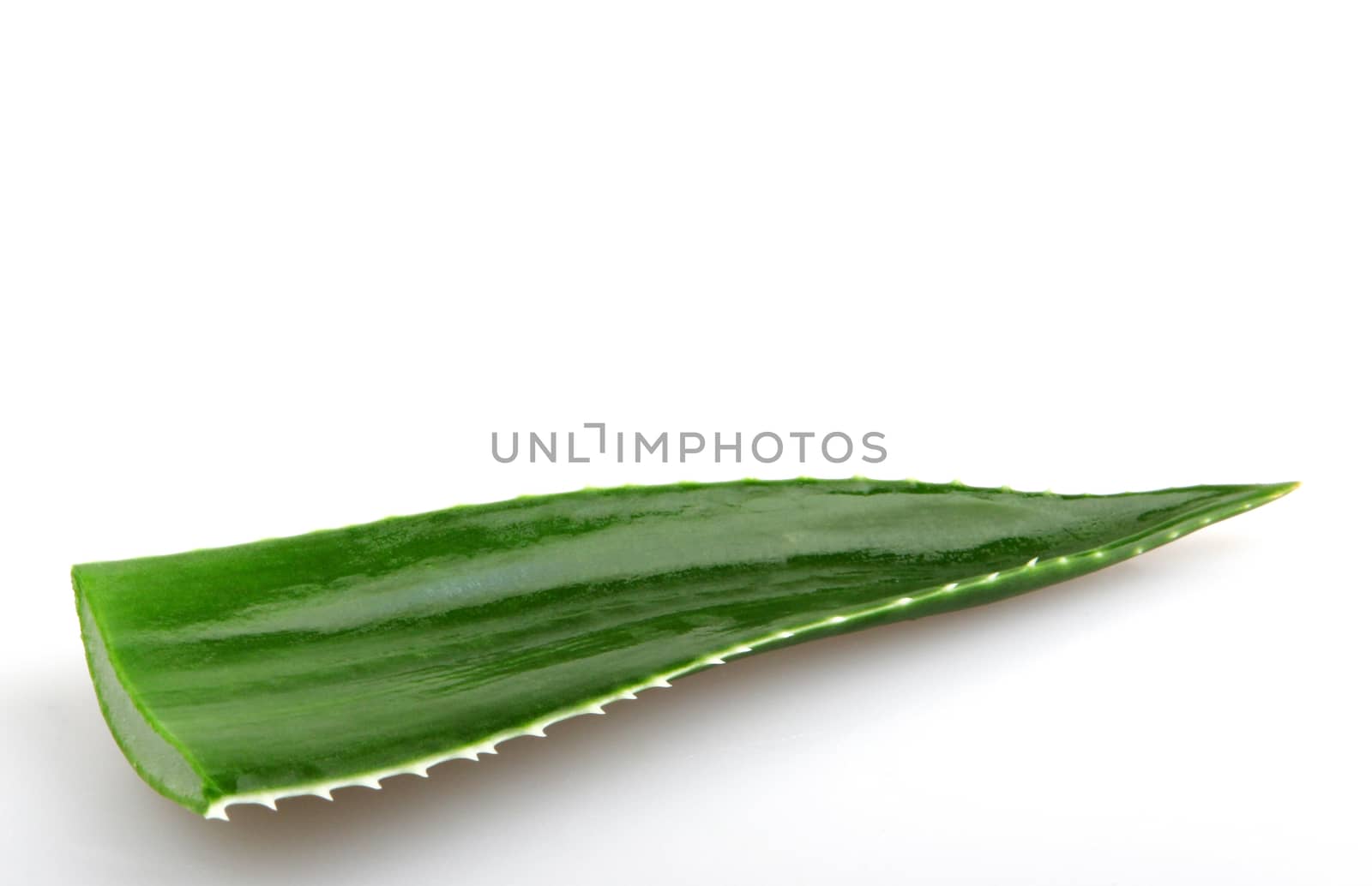 Aloe vera