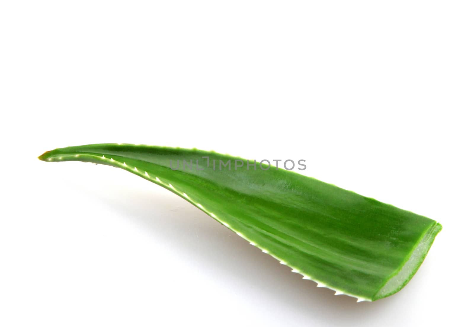 Aloe vera