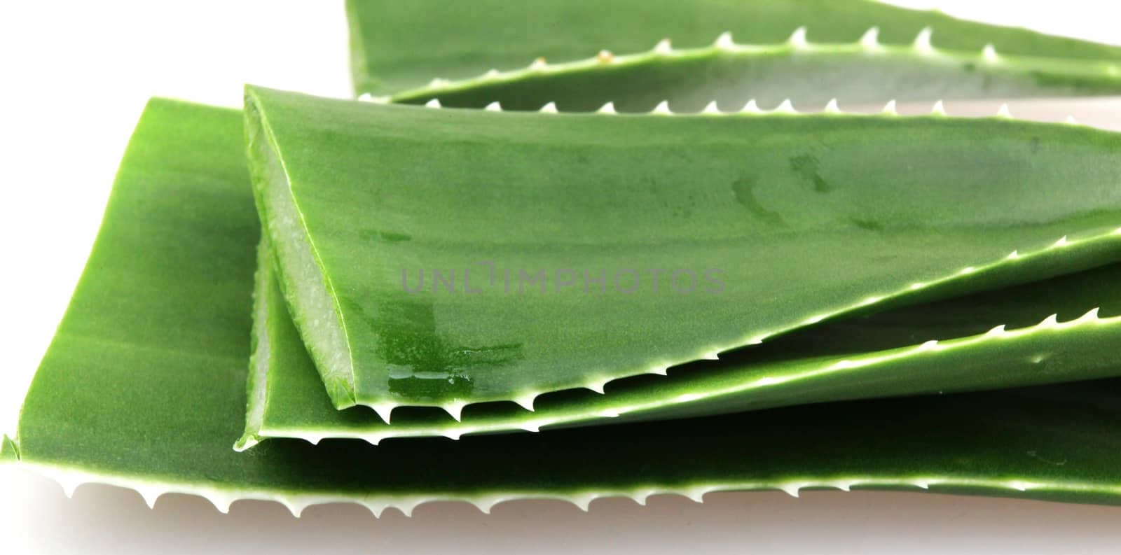 Aloe vera