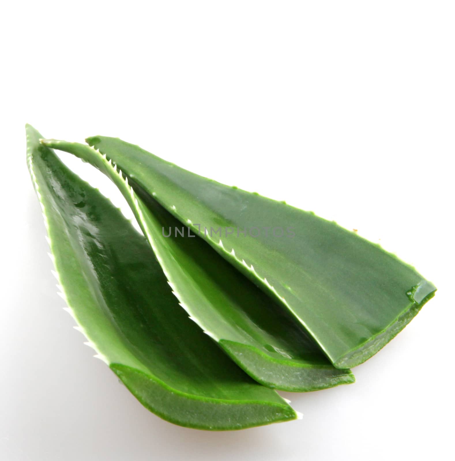 Aloe vera