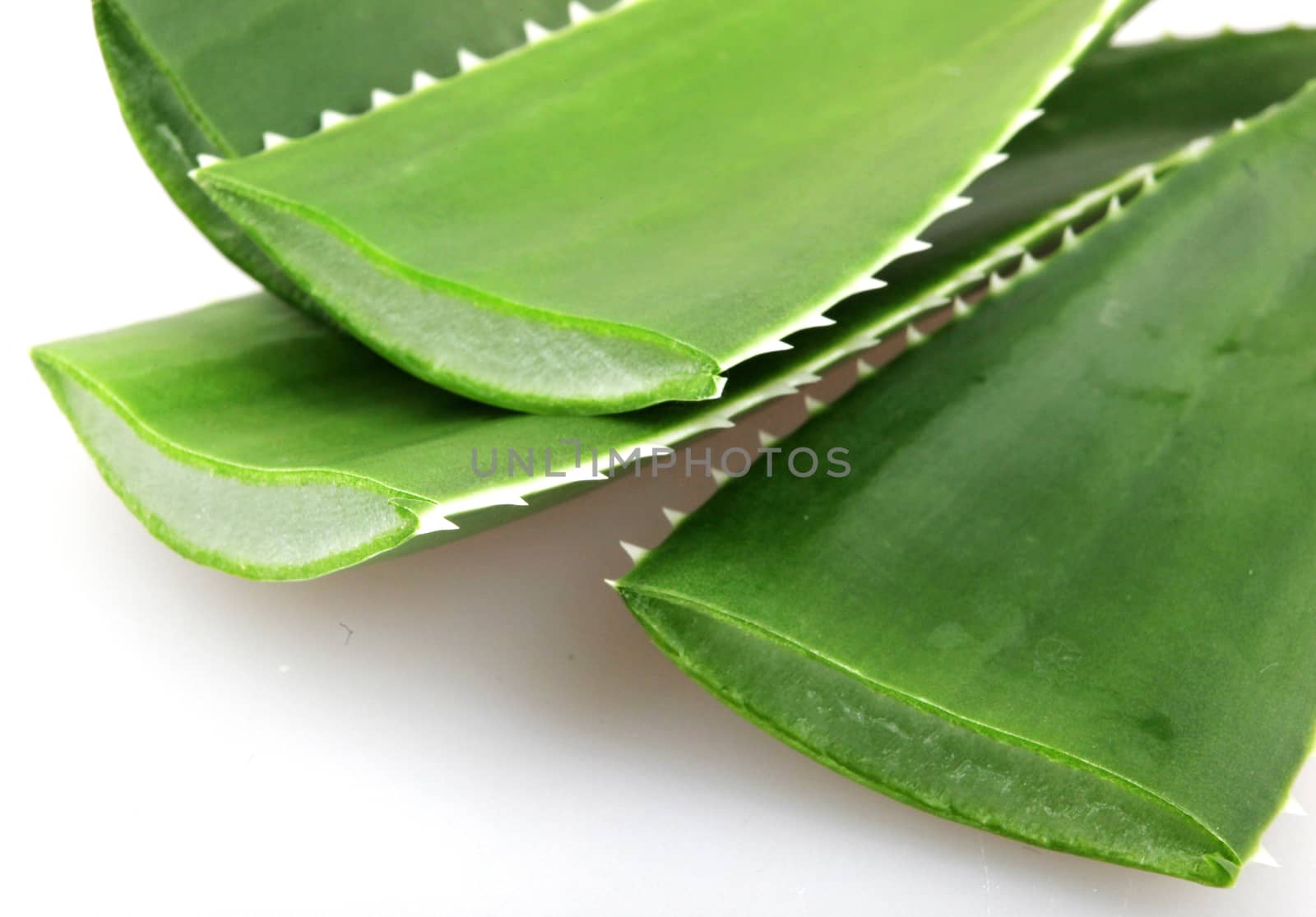 Aloe vera