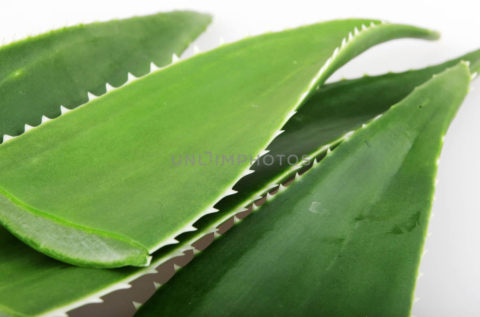 Aloe vera