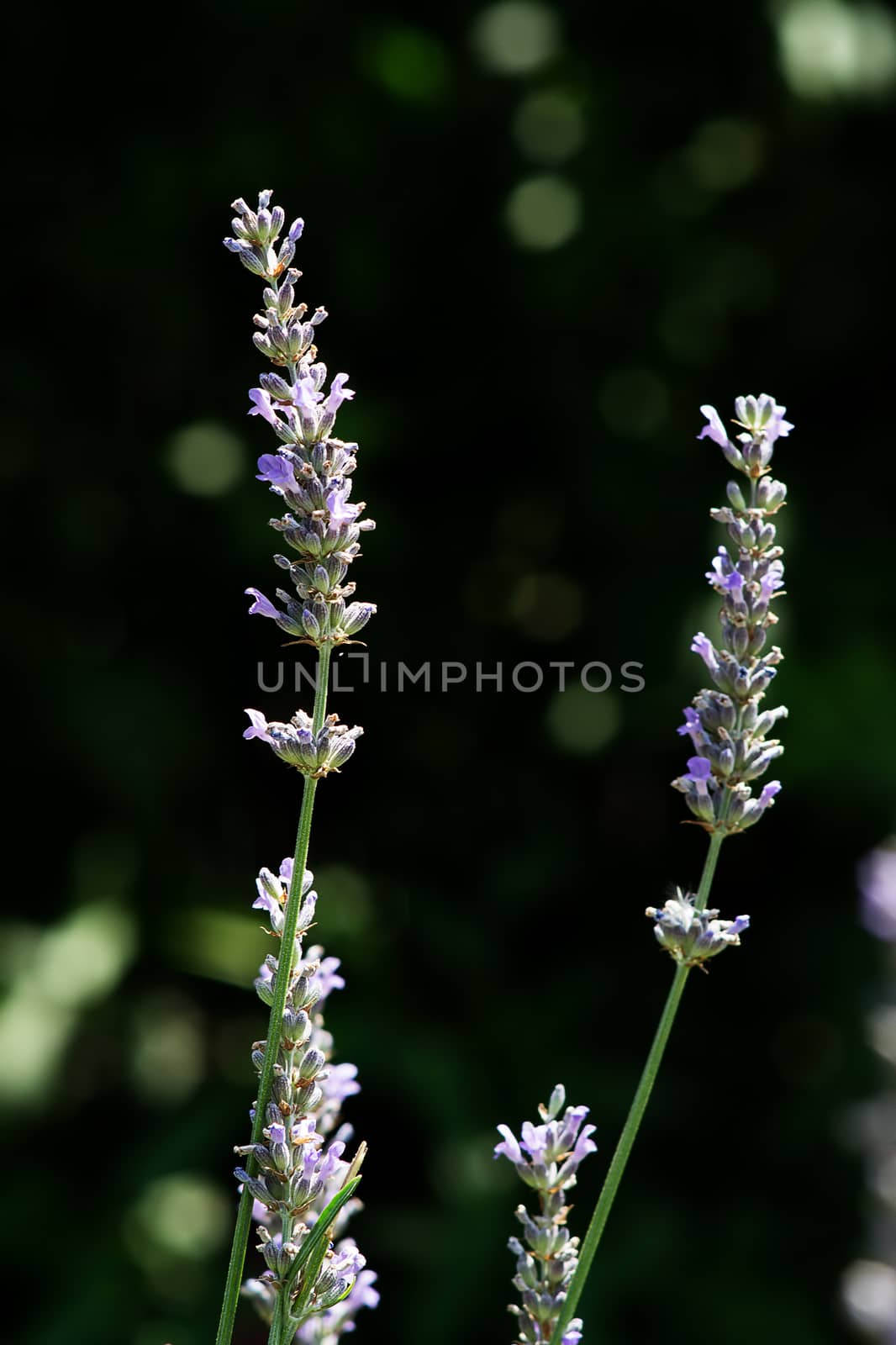 Lavender by jol66