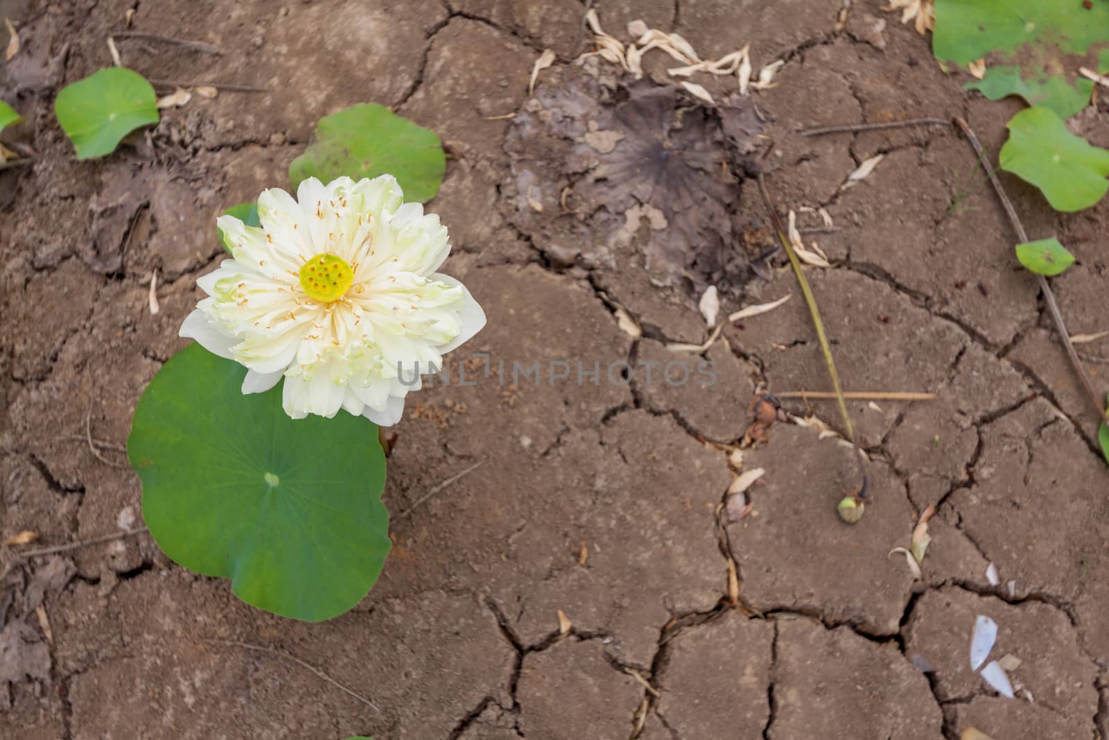 The Lotus flower Growing on The Dry Cracked Soil with Rice Seedl by kritsada1992