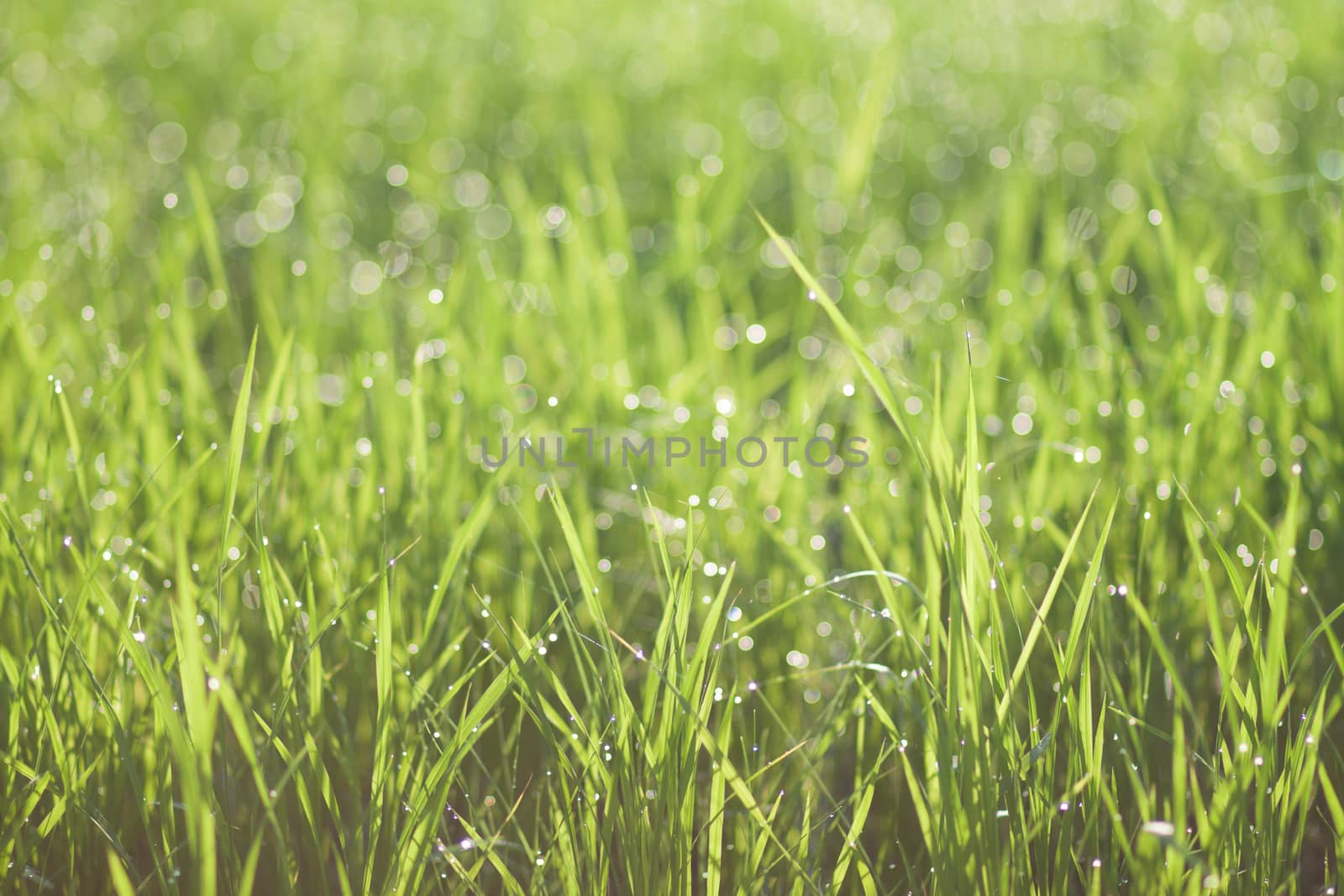 Water drops on the green grass by kritsada1992