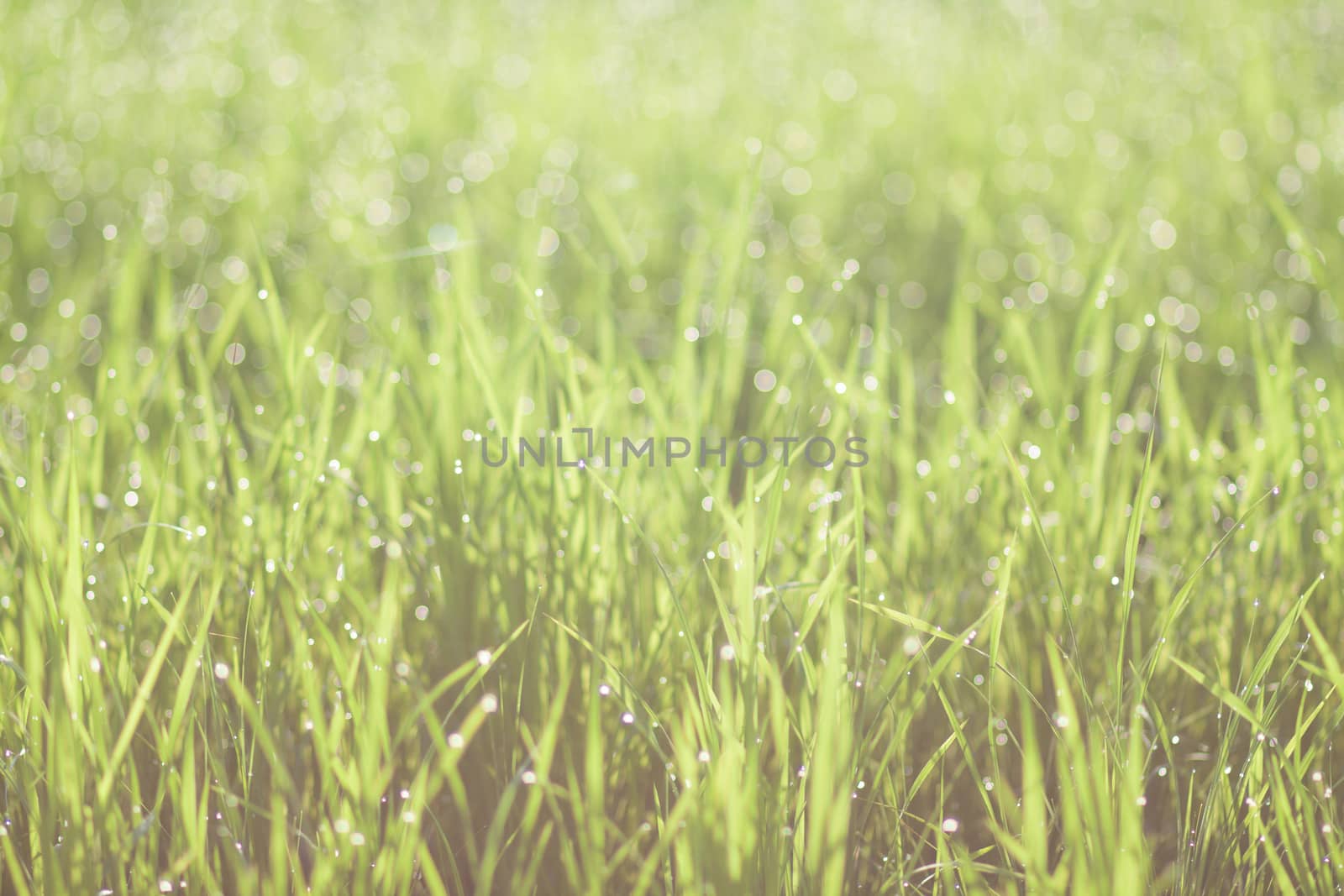 Water drops on the green grass freshness