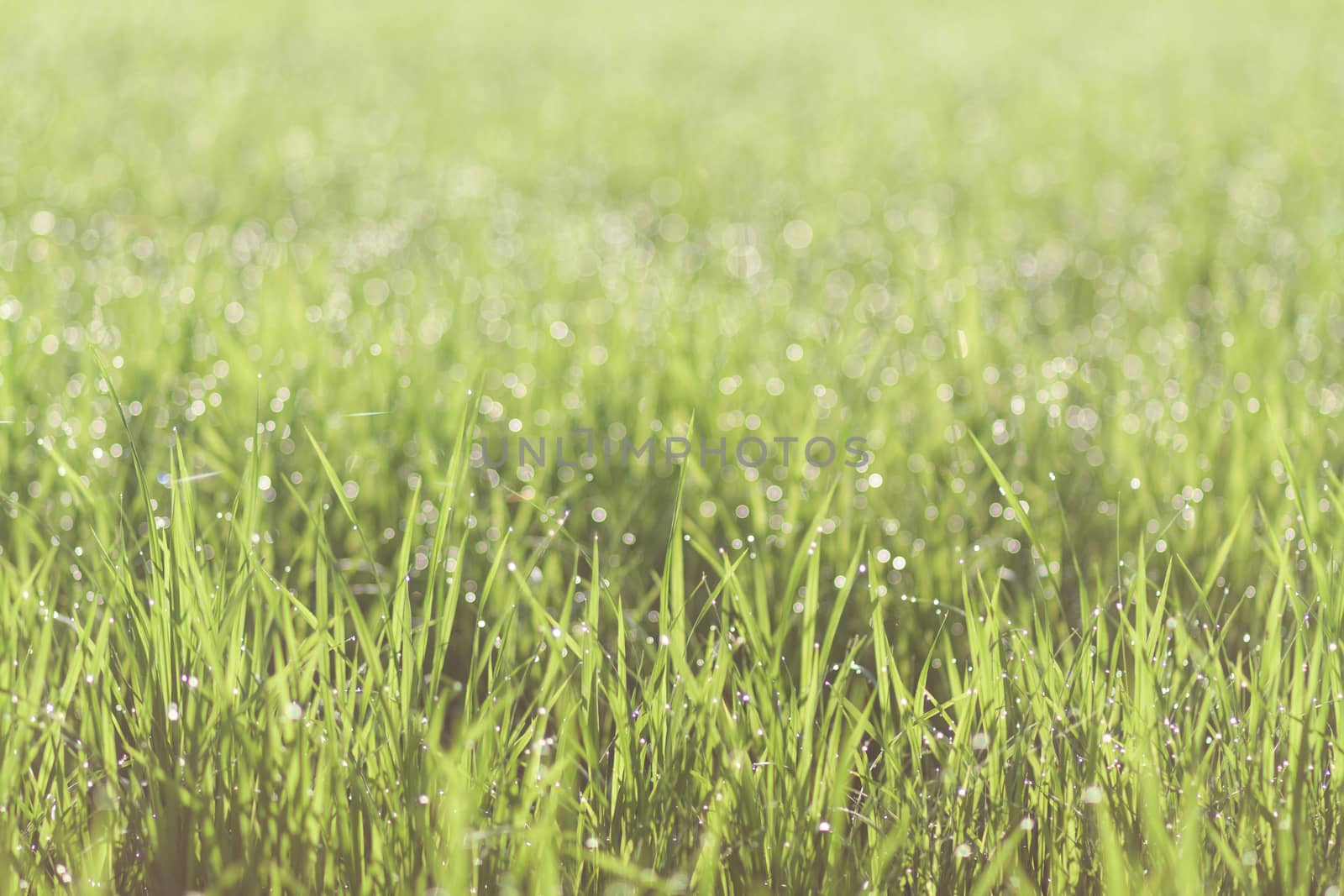 Water drops on the green grass background