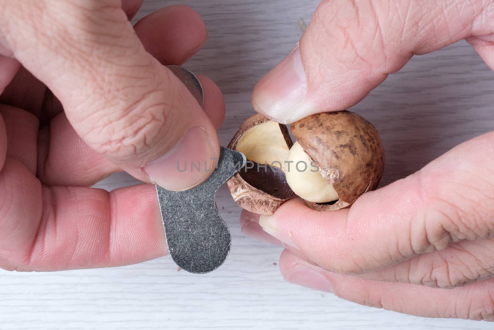 hands opening macadamia's shell
