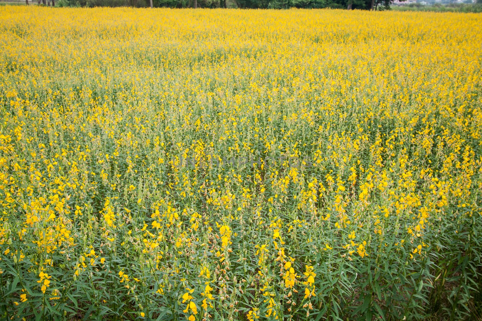 Yellow flower fields