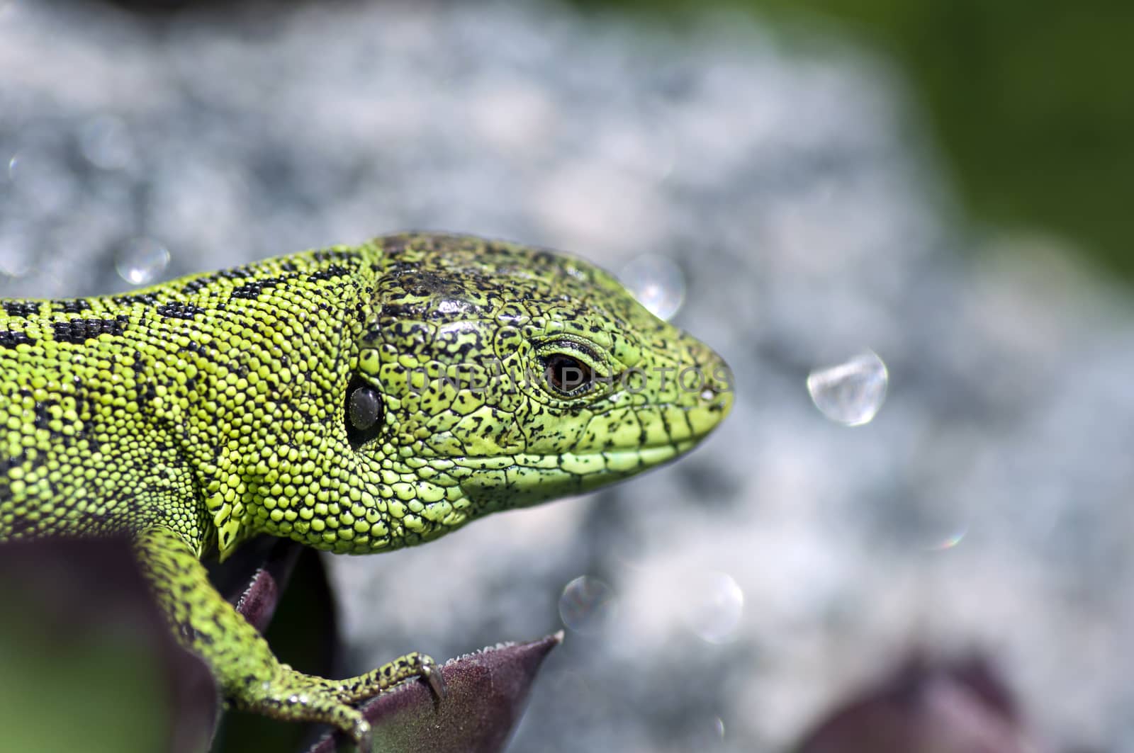 Sand lizard (Lacerta agilis) male close up by dred