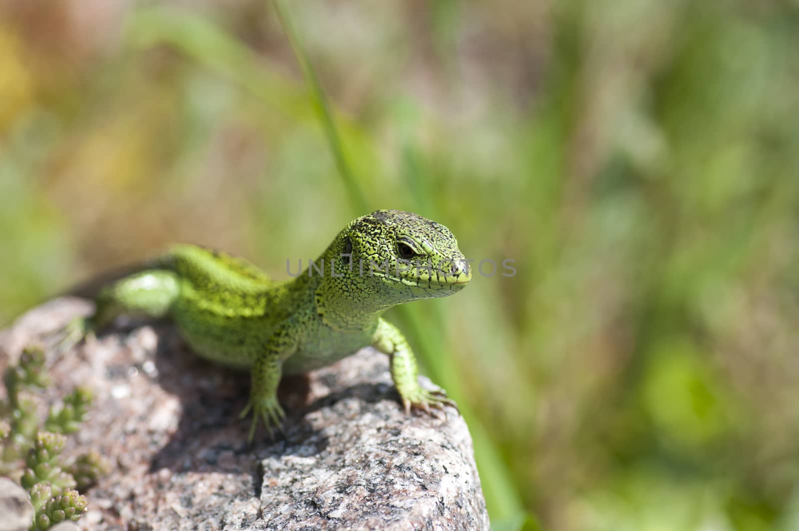 Sand lizard (Lacerta agilis) male by dred