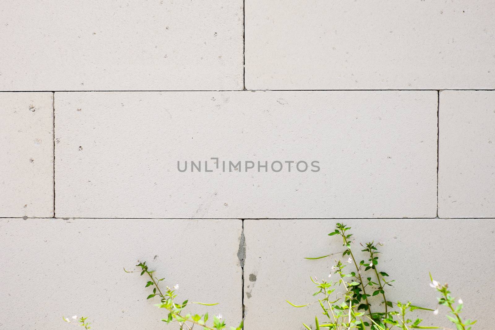 white cement block whit green tree in front of its, use for background , space to adding your text or somthing you want