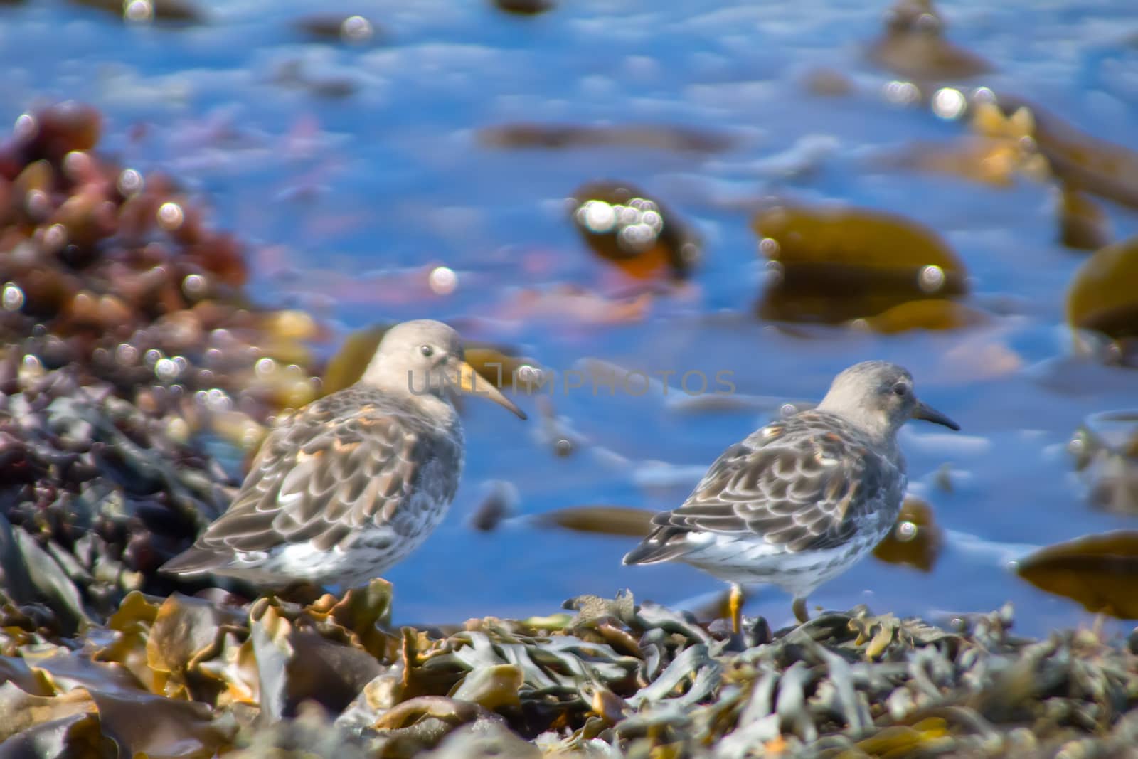 Birds on the ocean among fucus and laminaria by max51288