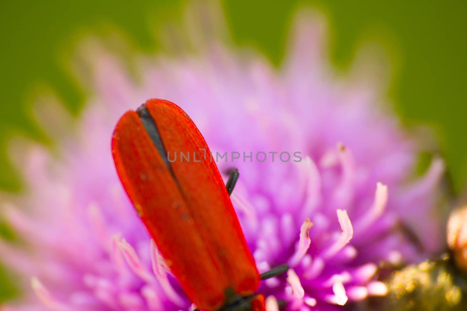 bug on a flower in the summer macro