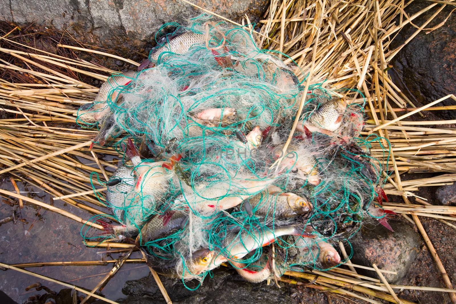 many fish have been caught in the net