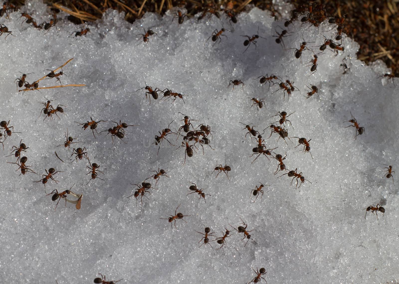 spring ants not the end on the melted snow