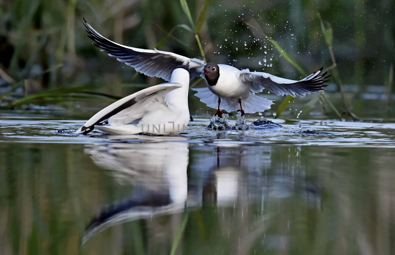 Black-headed Gull (Larus ridibundus)  sitting down at the water by SURZ