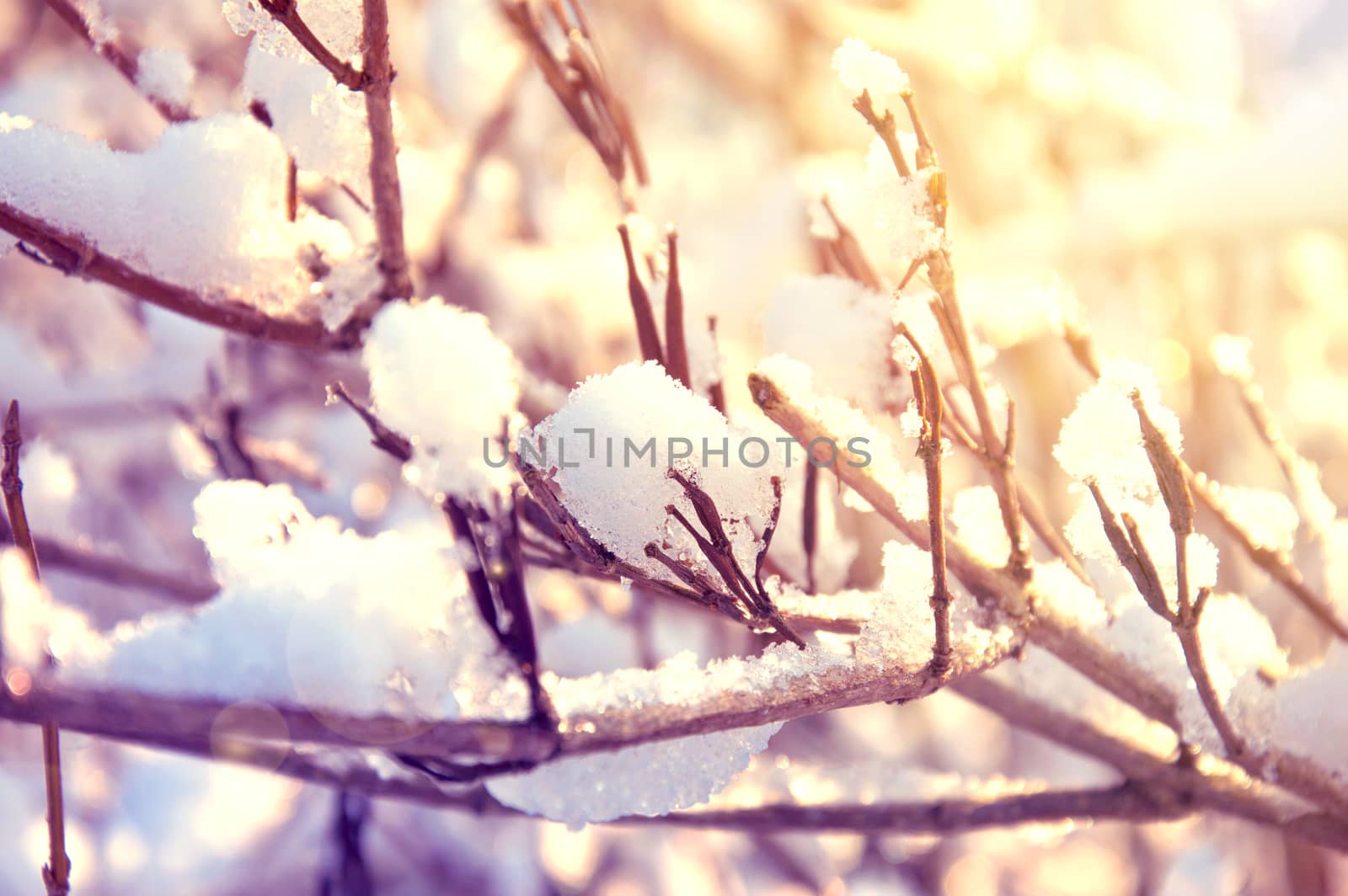 Snow and ice on branches. Winter time.