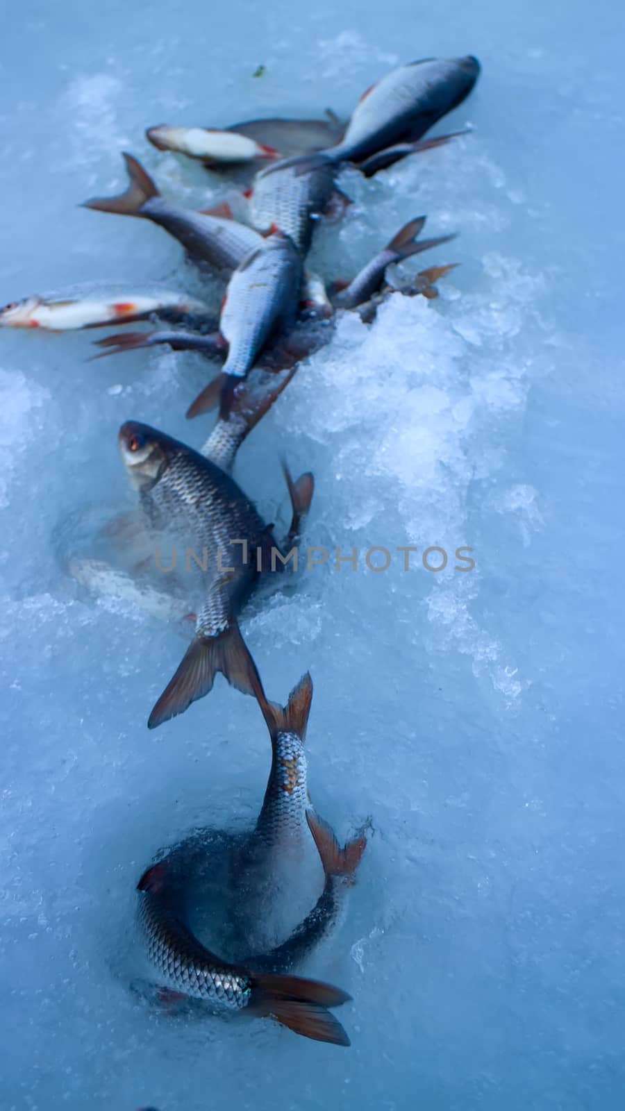 Freshly caught fish on ice in a very windy day by max51288