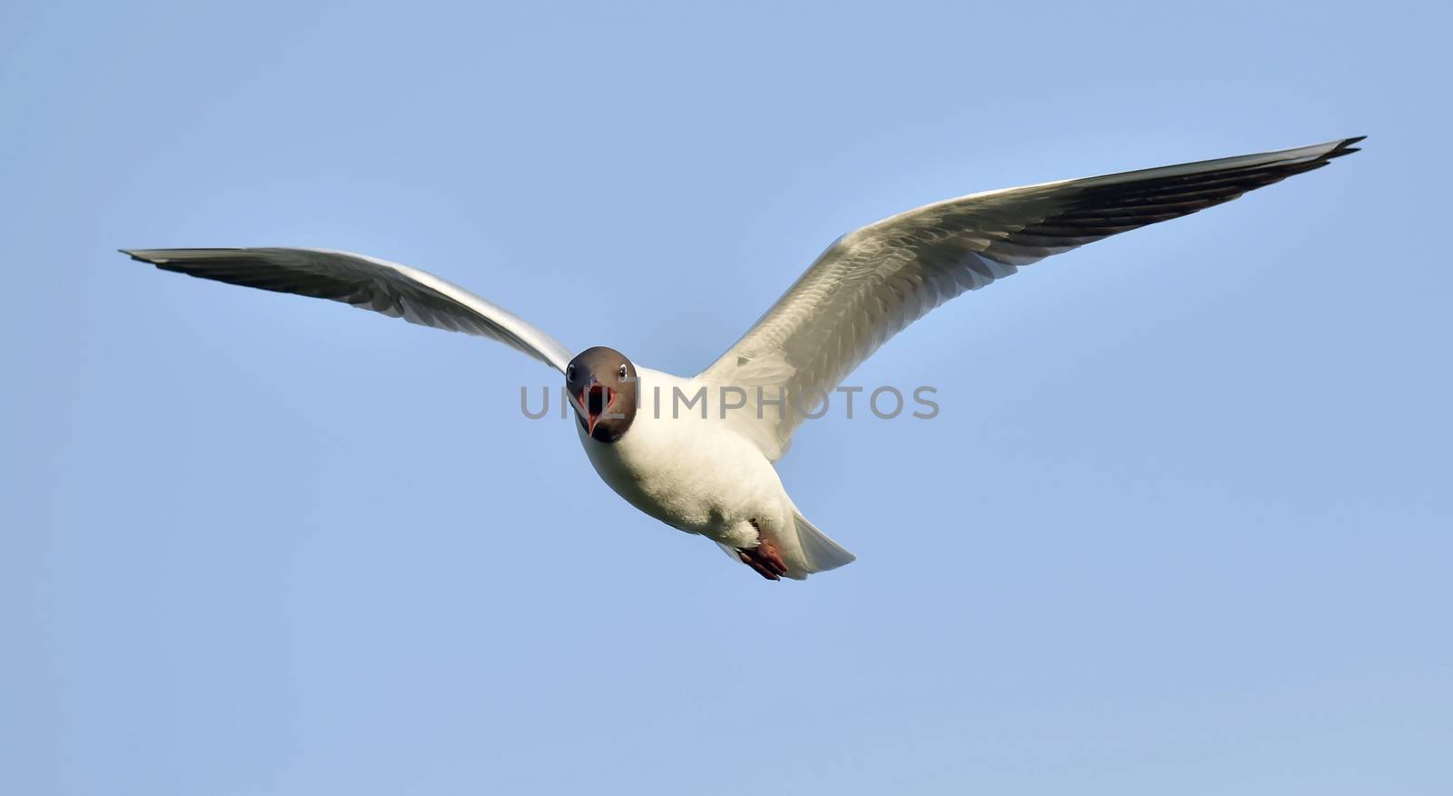 Black-headed Gull (Larus ridibundus) in flight on the sky background. Front