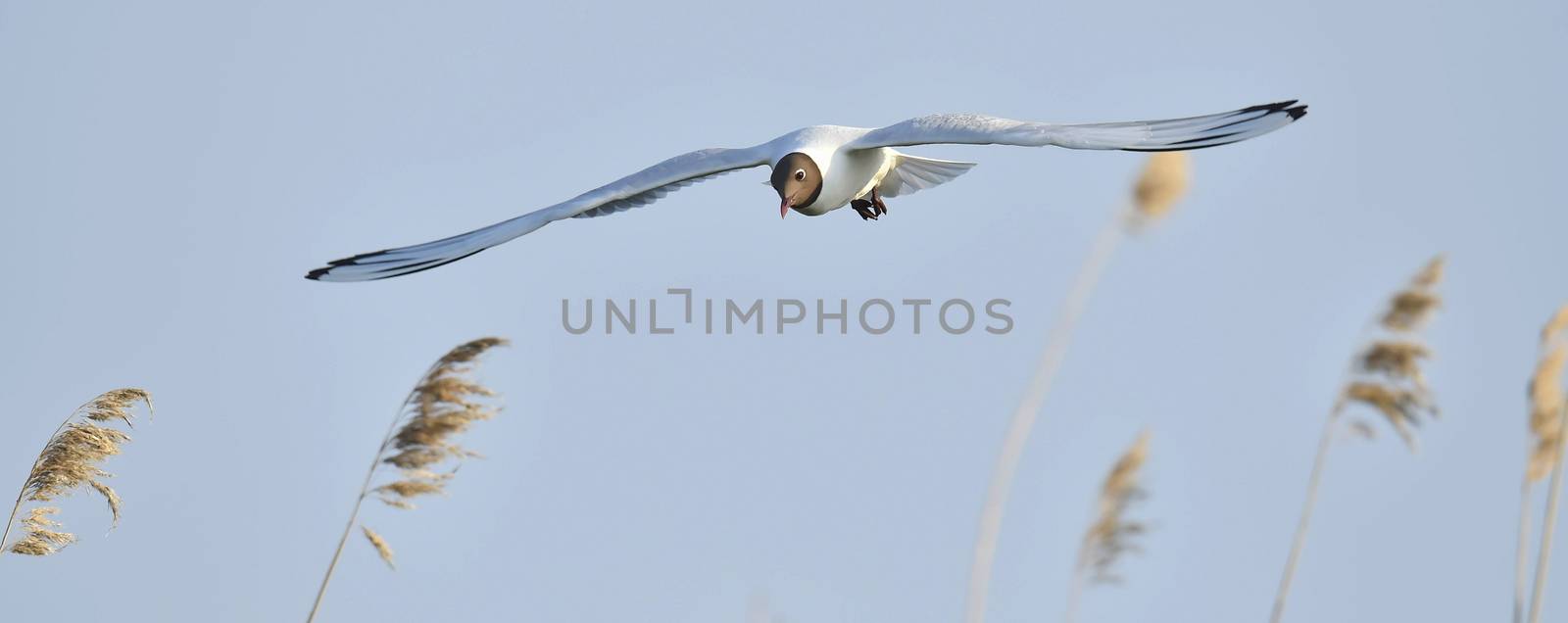 Black-headed Gull (Larus ridibundus) in flight on the sky background. Front