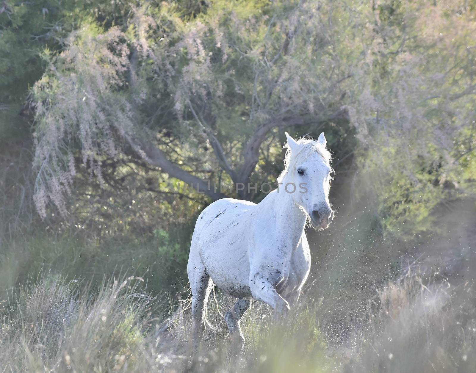 Portrait of the White Camargue Horse by SURZ