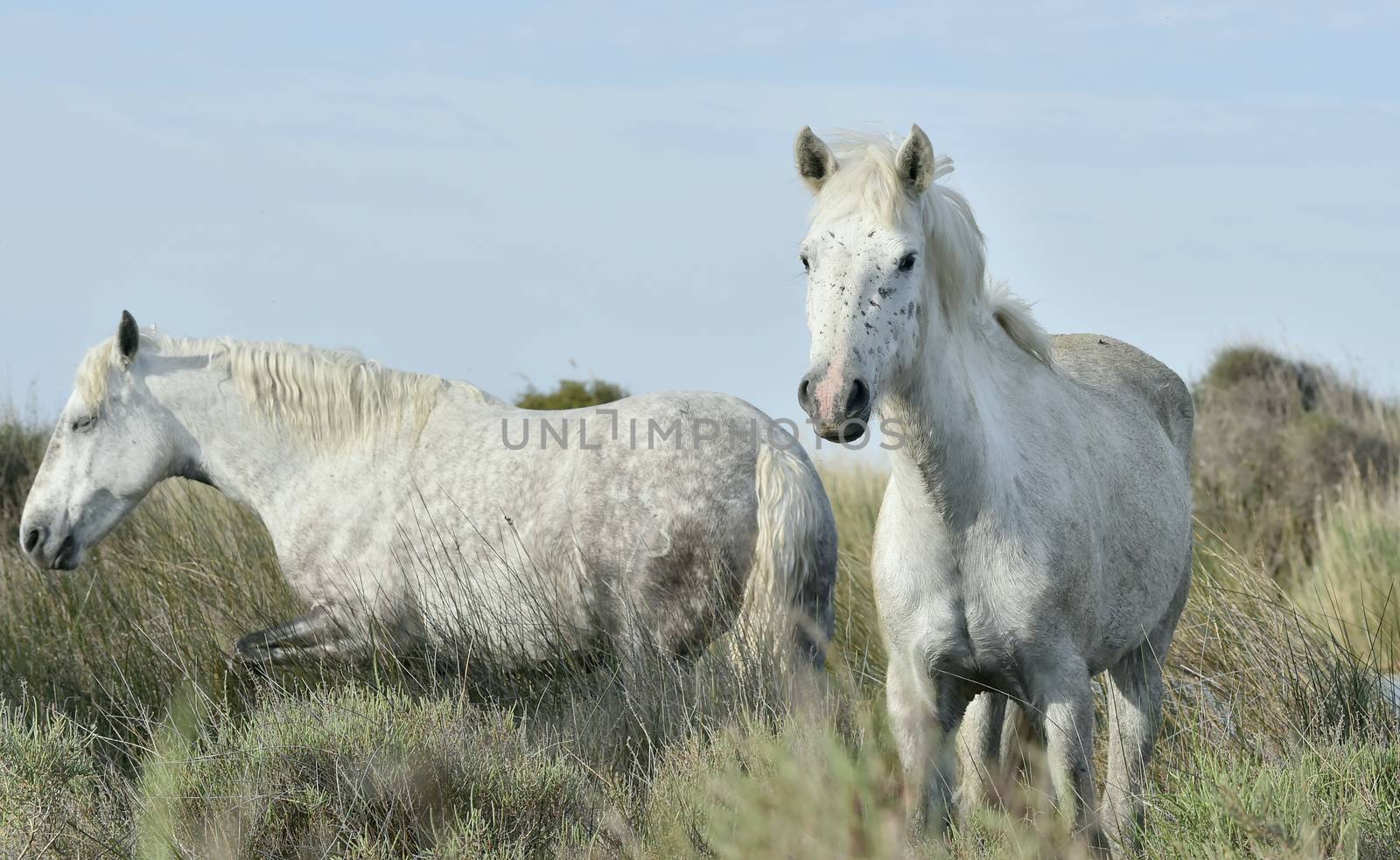 Portrait of the White Camargue Horse by SURZ