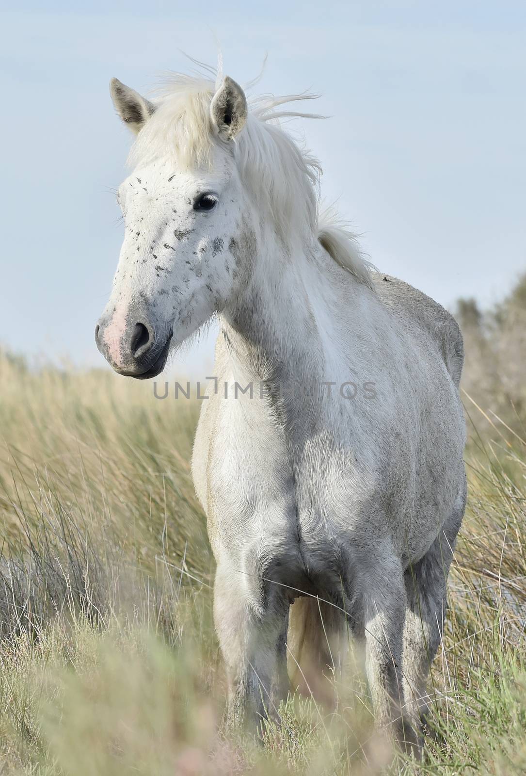 Portrait of the White Camargue Horse. Provance, France