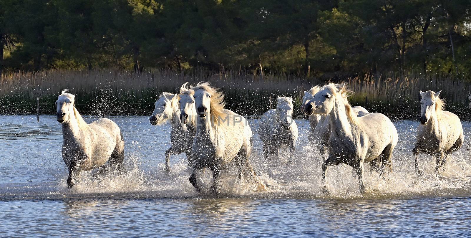 Herd of White Horses Running and splashing through water by SURZ