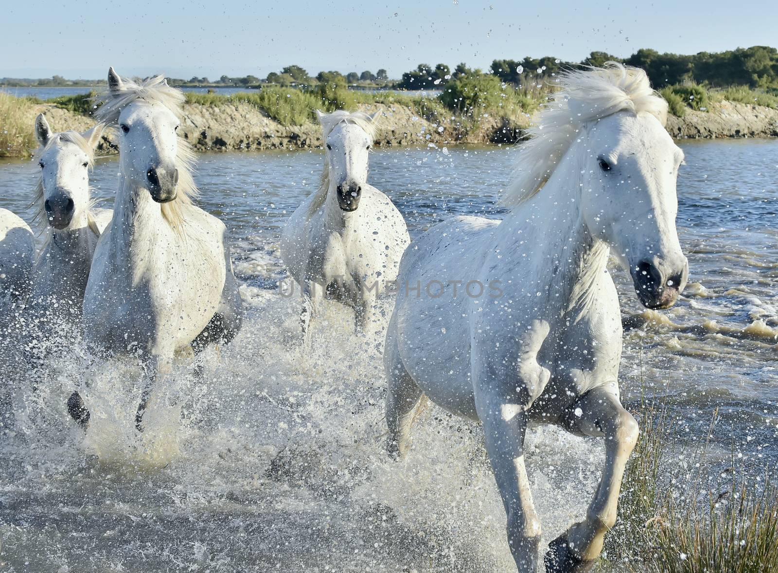 Herd of White Horses Running and splashing through water by SURZ