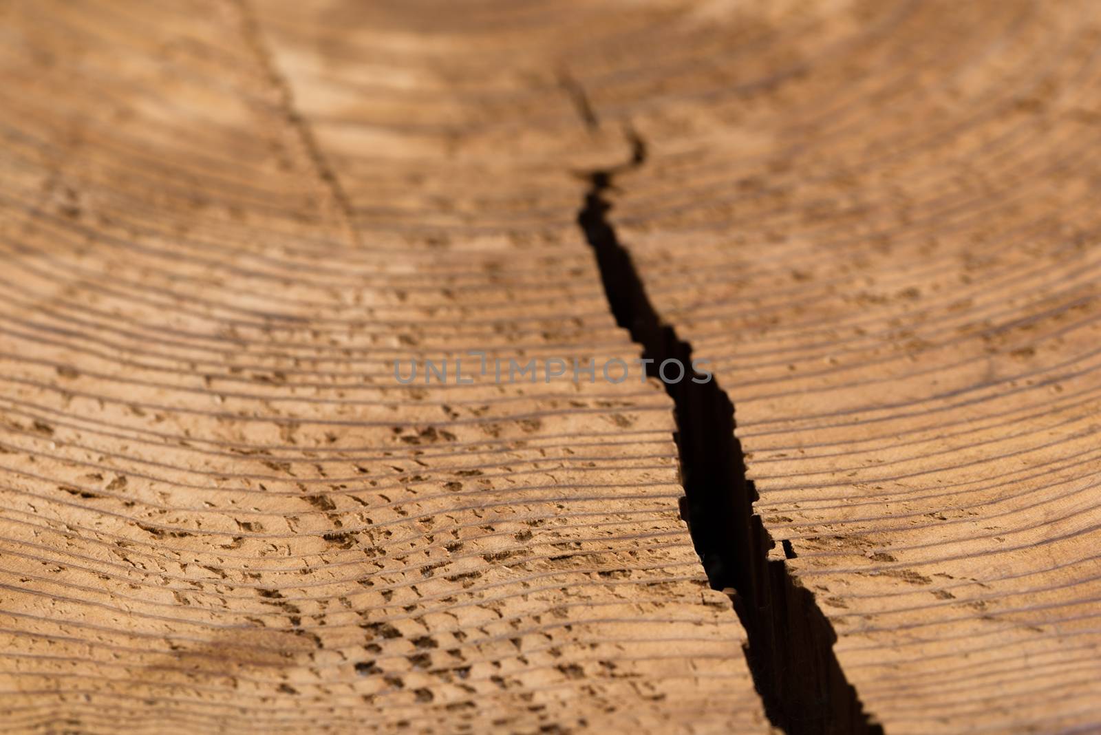A close up shot of the texture and grain in a cut stump of a tree with a crack splitting it open from the side.