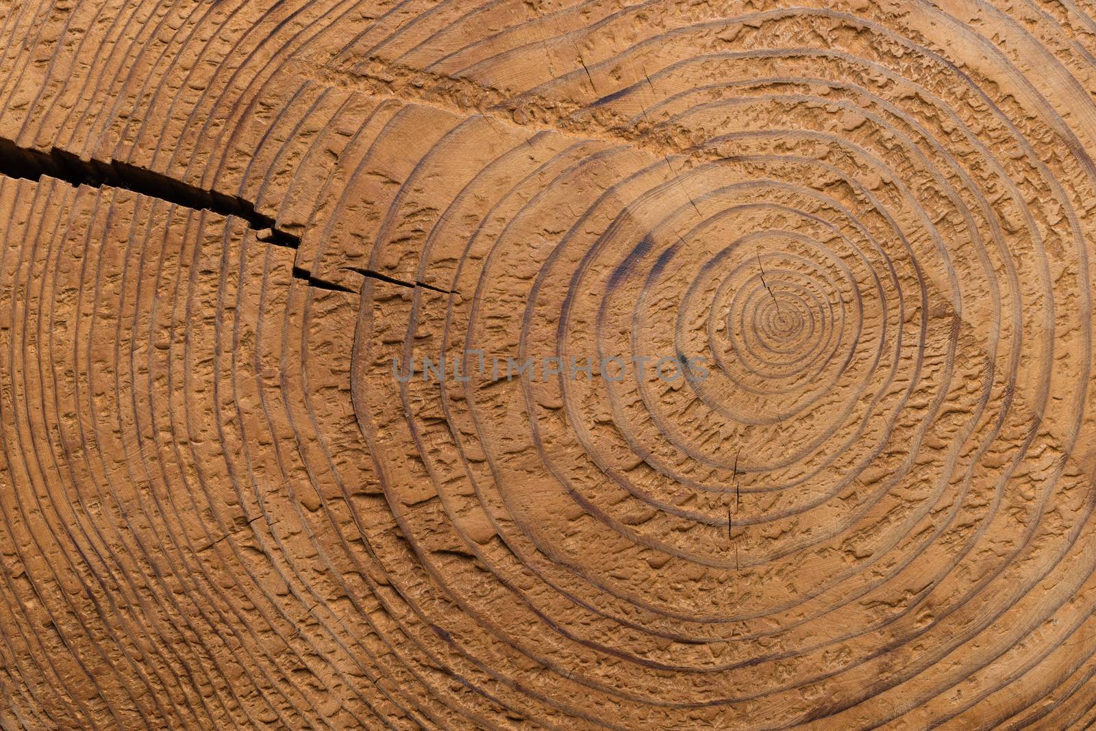 A flat shot of the texture and grain in a cut stump of a tree with a crack splitting it open from the side.