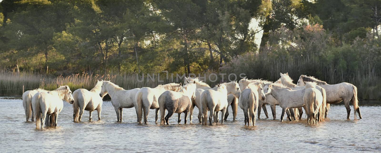 Herd of White Horses Running and splashing through water by SURZ