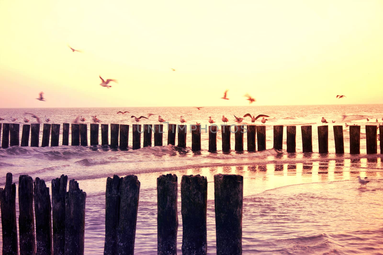 Gulls sitting on the breakwater. Sea.