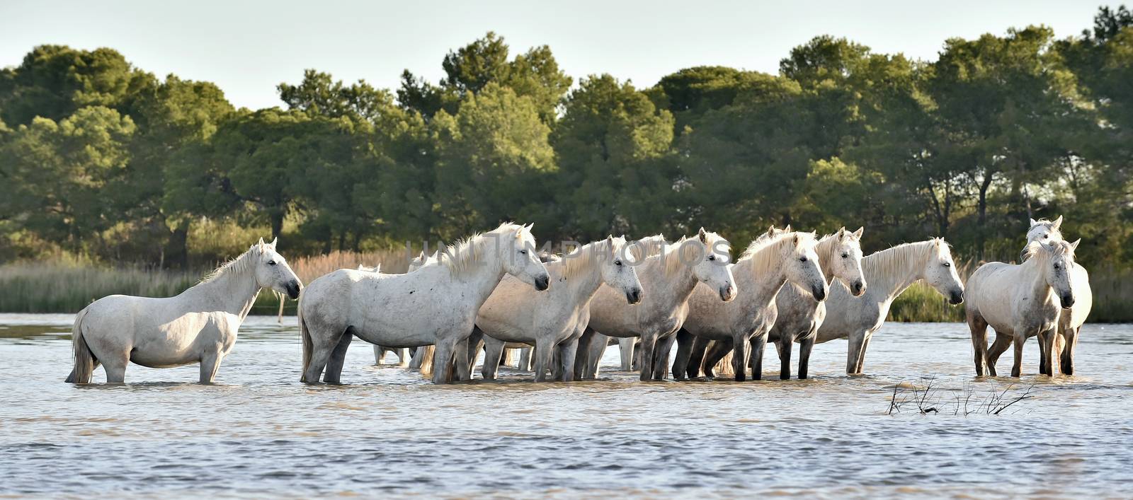 Herd of White Horses Running and splashing through water by SURZ