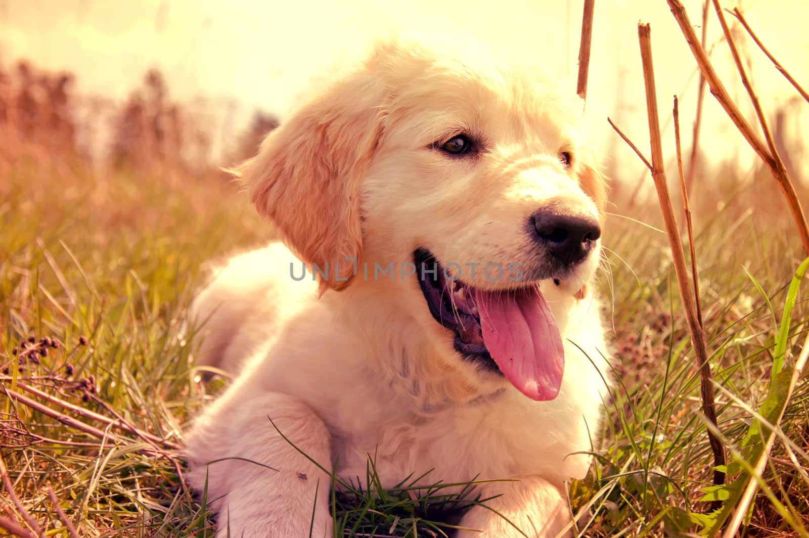 Cute golden retrieve. by satariel