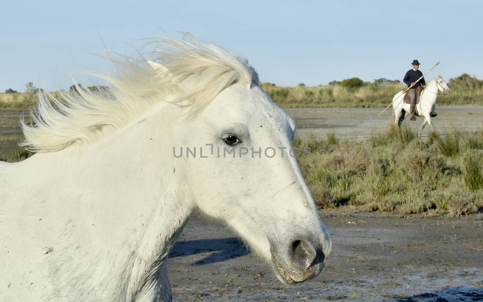 Portrait of the White Camargue Horse by SURZ