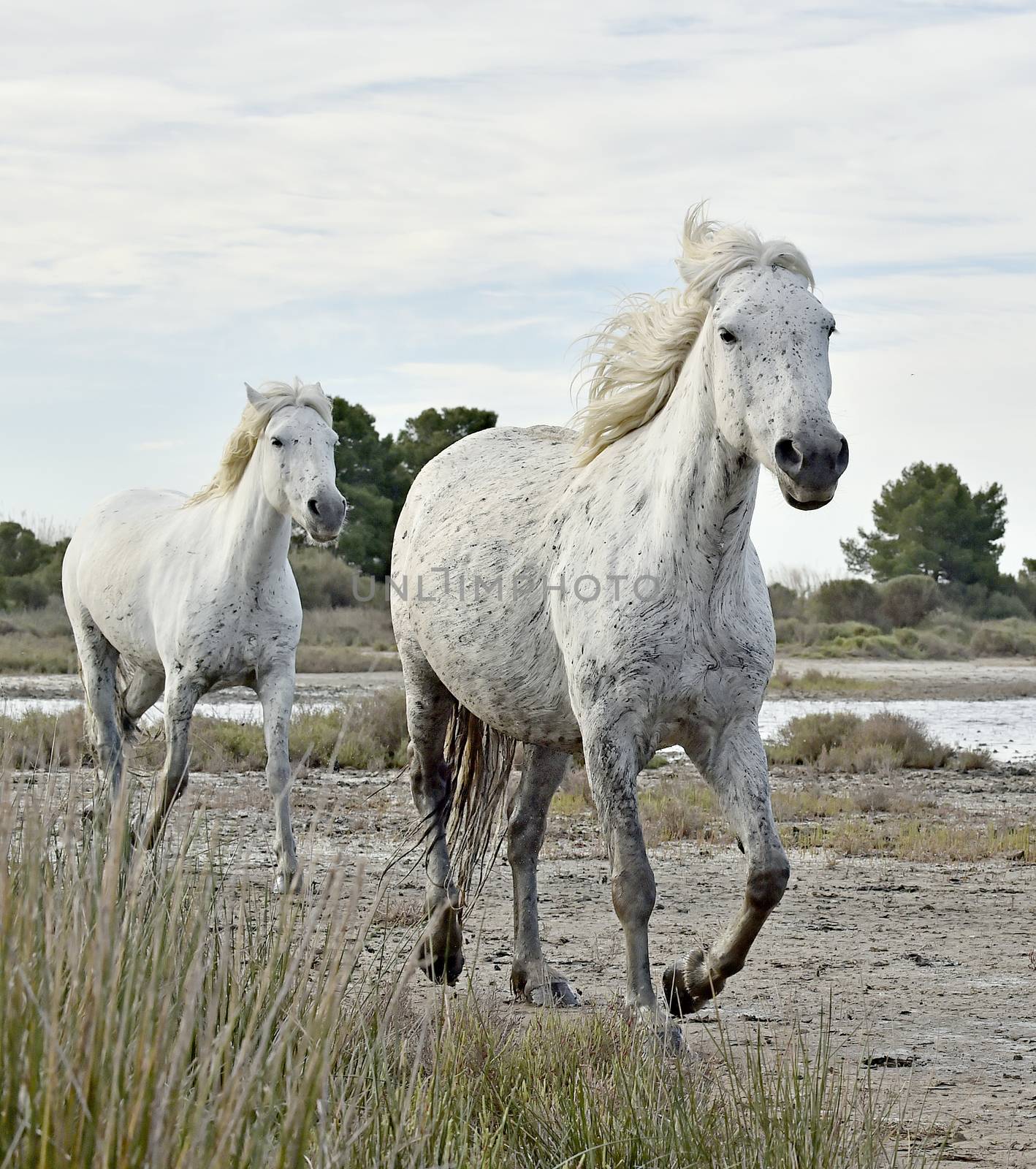Portrait of the Running White Camargue Horses in Parc Regional de Camargue