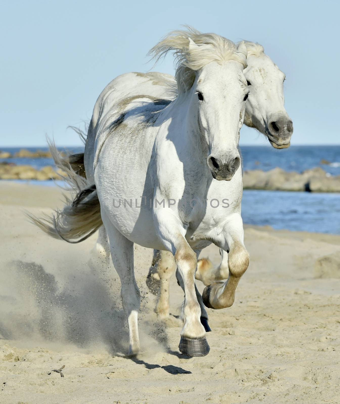 Portrait of the Running White Camargue Horses in Parc Regional de Camargue