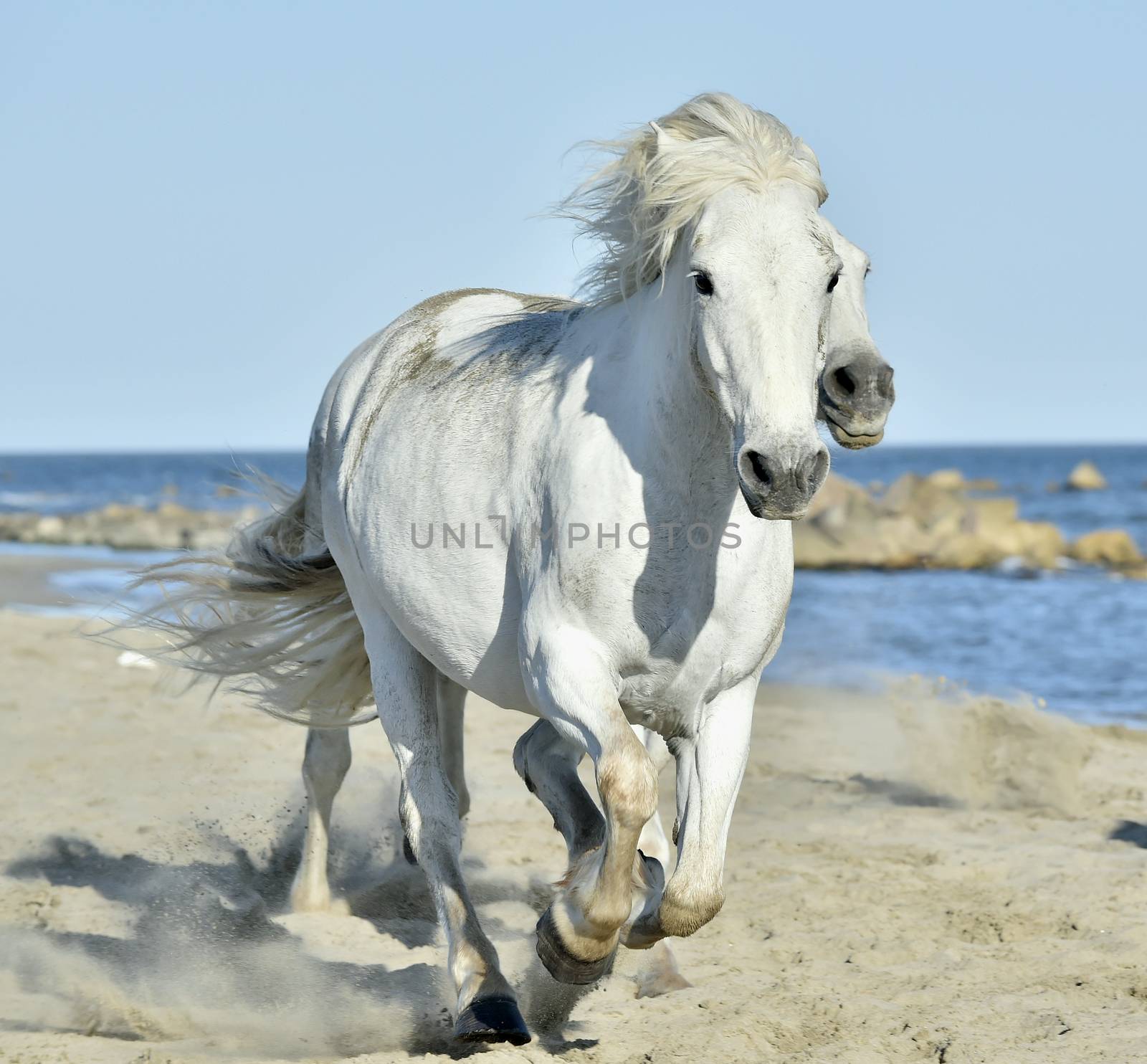 Portrait of the White Camargue Horse by SURZ