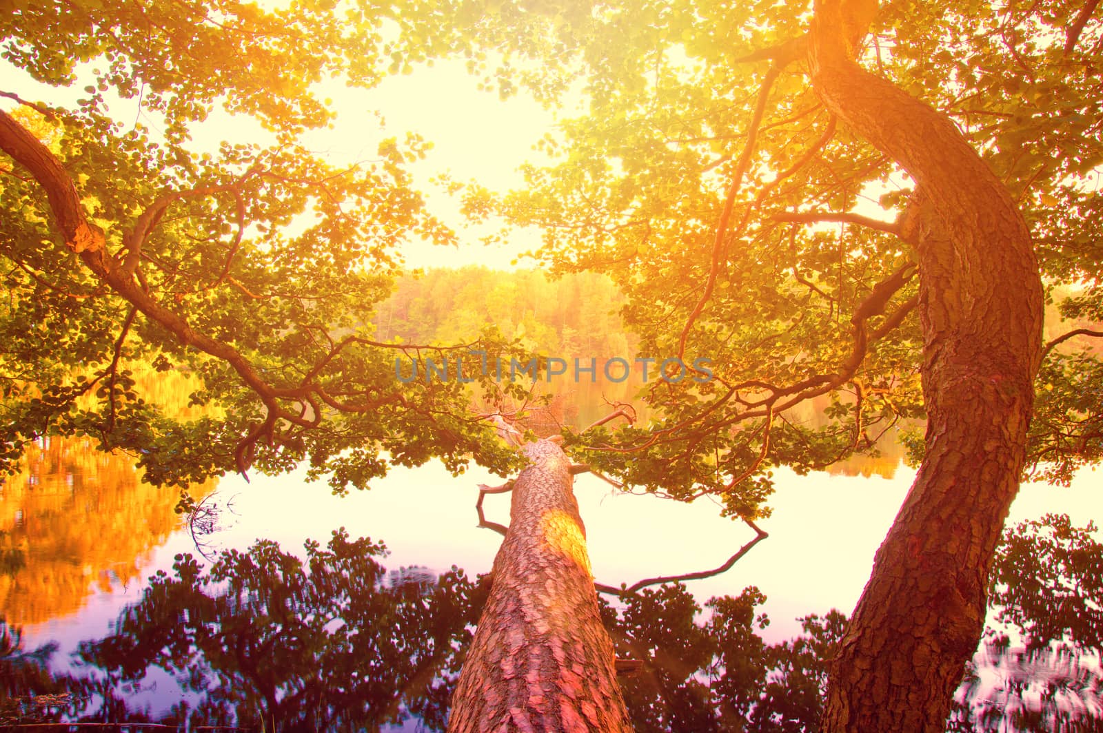 Tree and branches over water and bright sun. Nature conceptual image.