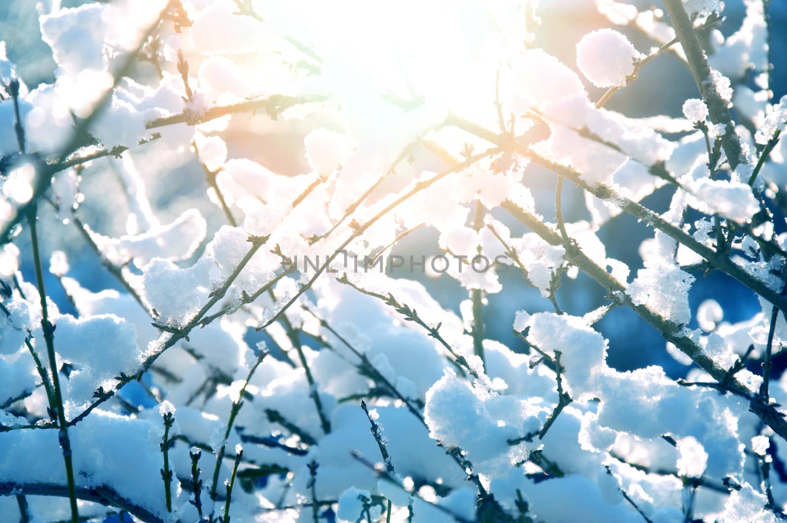 Snow and ice on branches. Winter time.