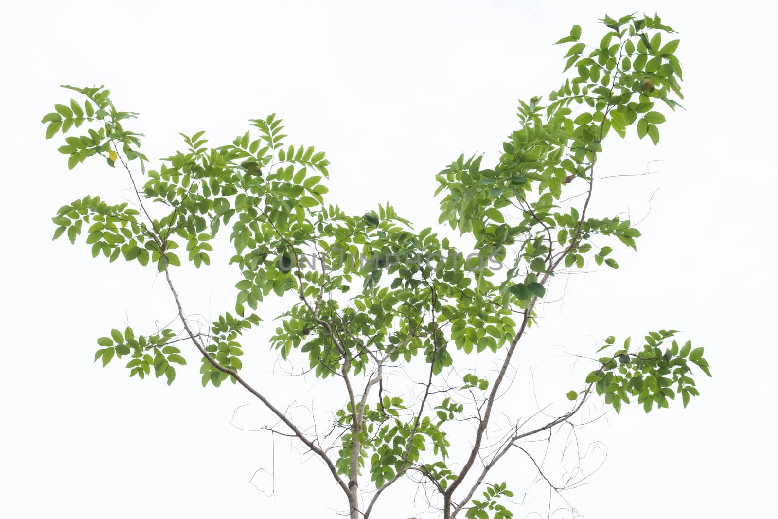 tree on white background, green leafs.