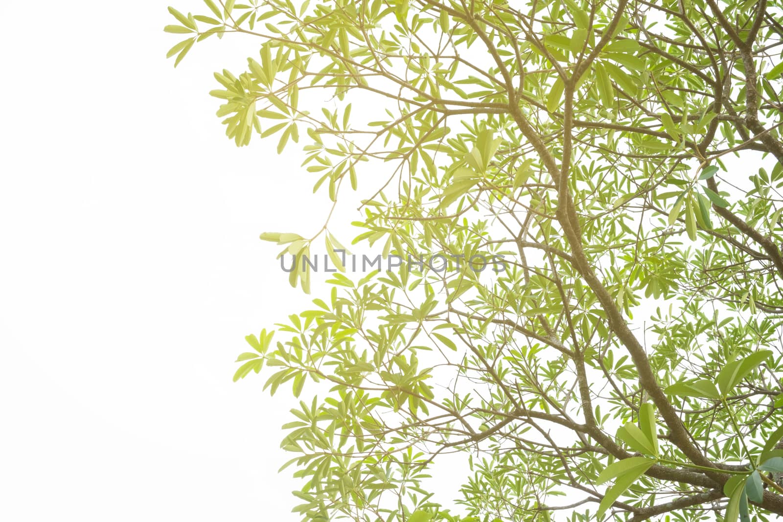 tree on white background, green leafs. flare light shine to the trees , feel pleasantly warm