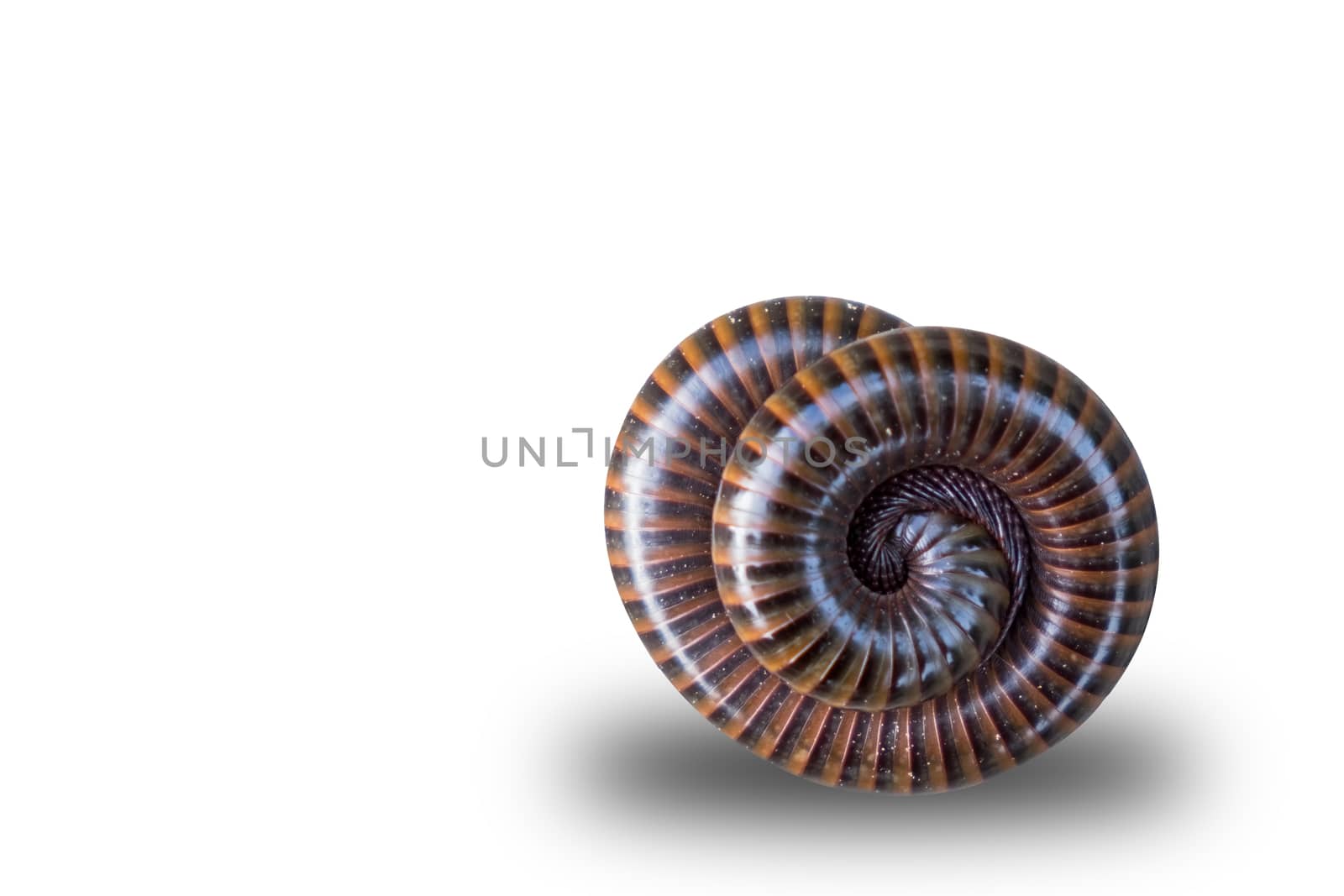 millipede  coil on isolate white background
