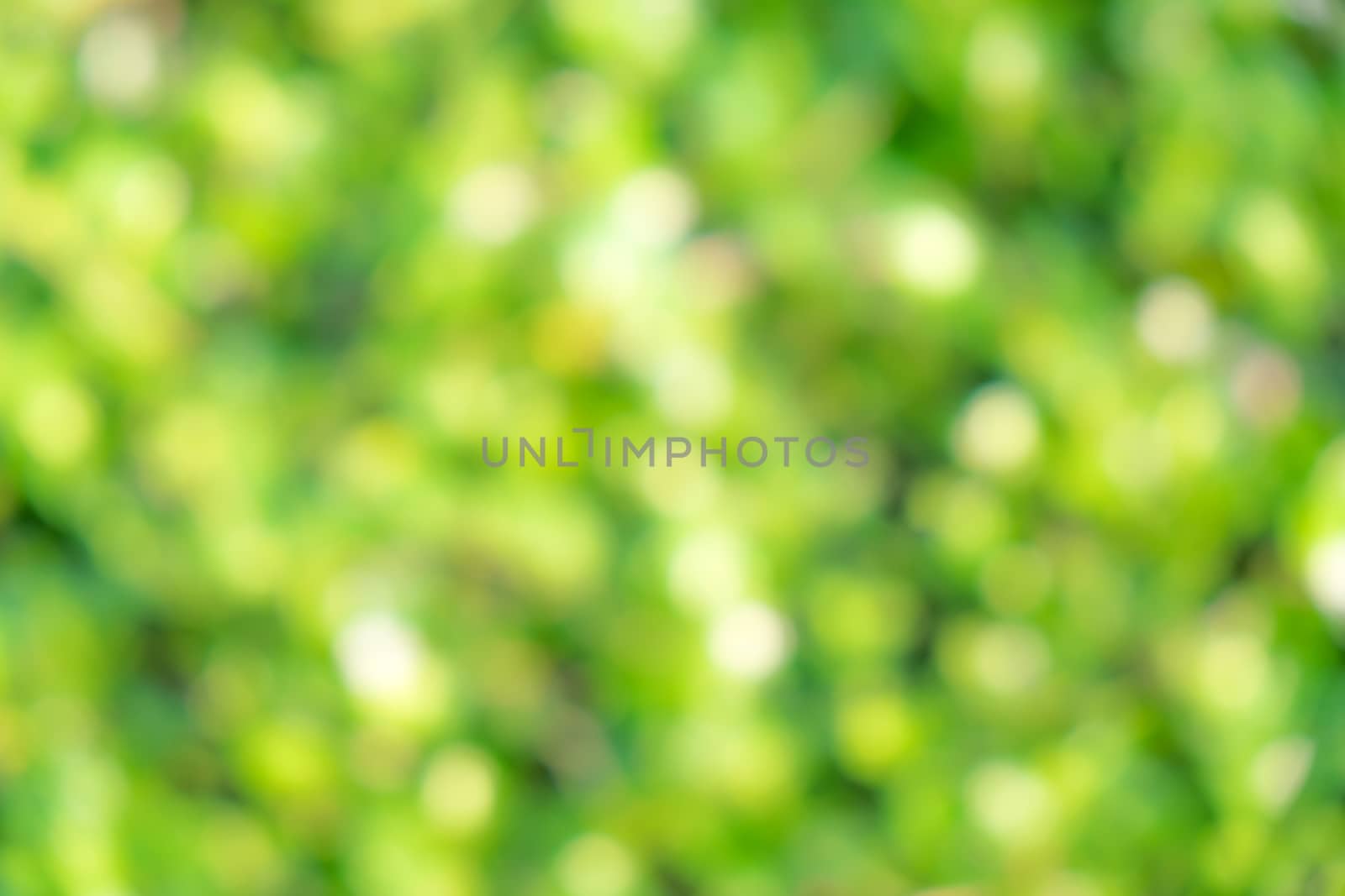 blurred nature green background from de-focus  by zneb076