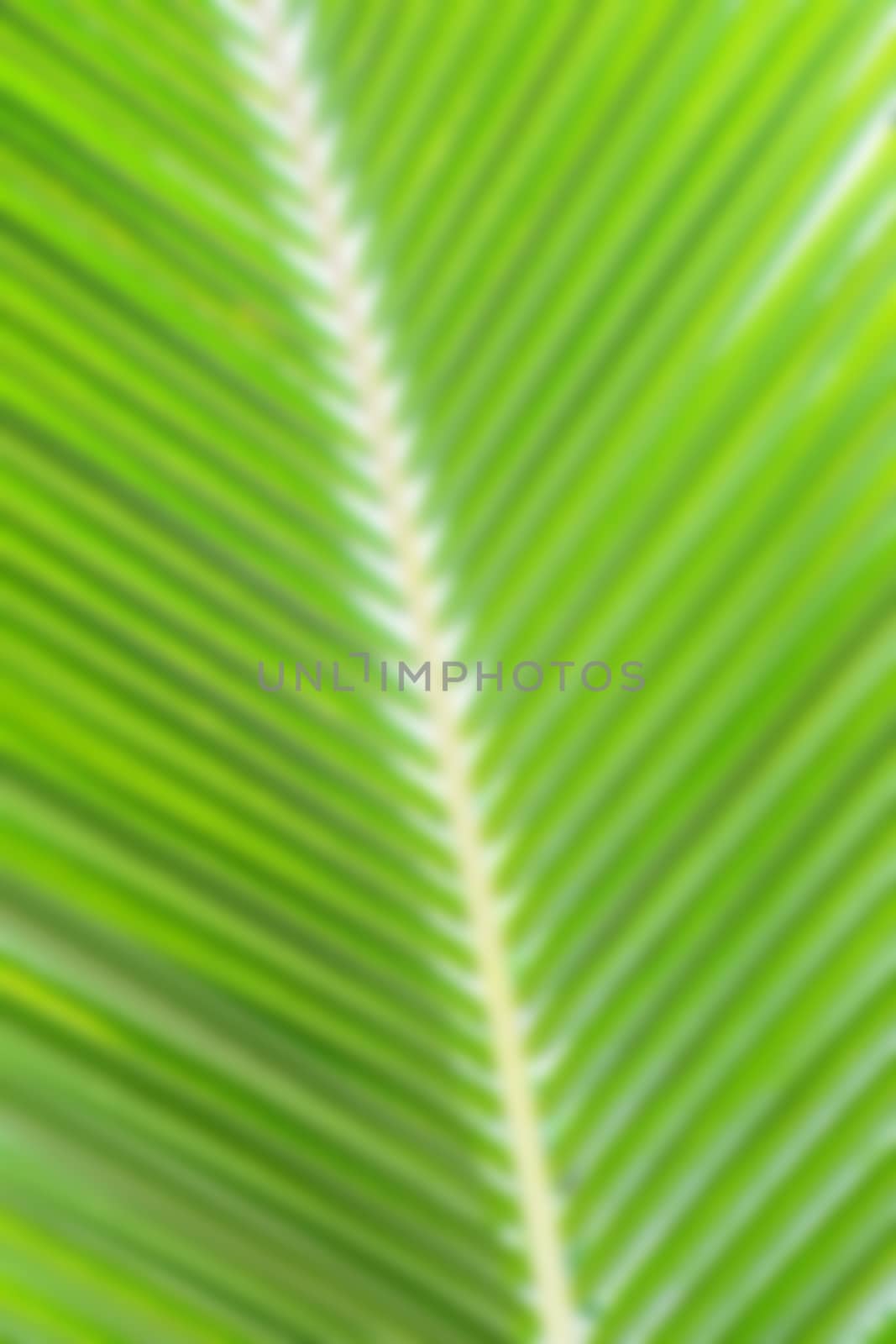 blurred closeup of coconute leaves
