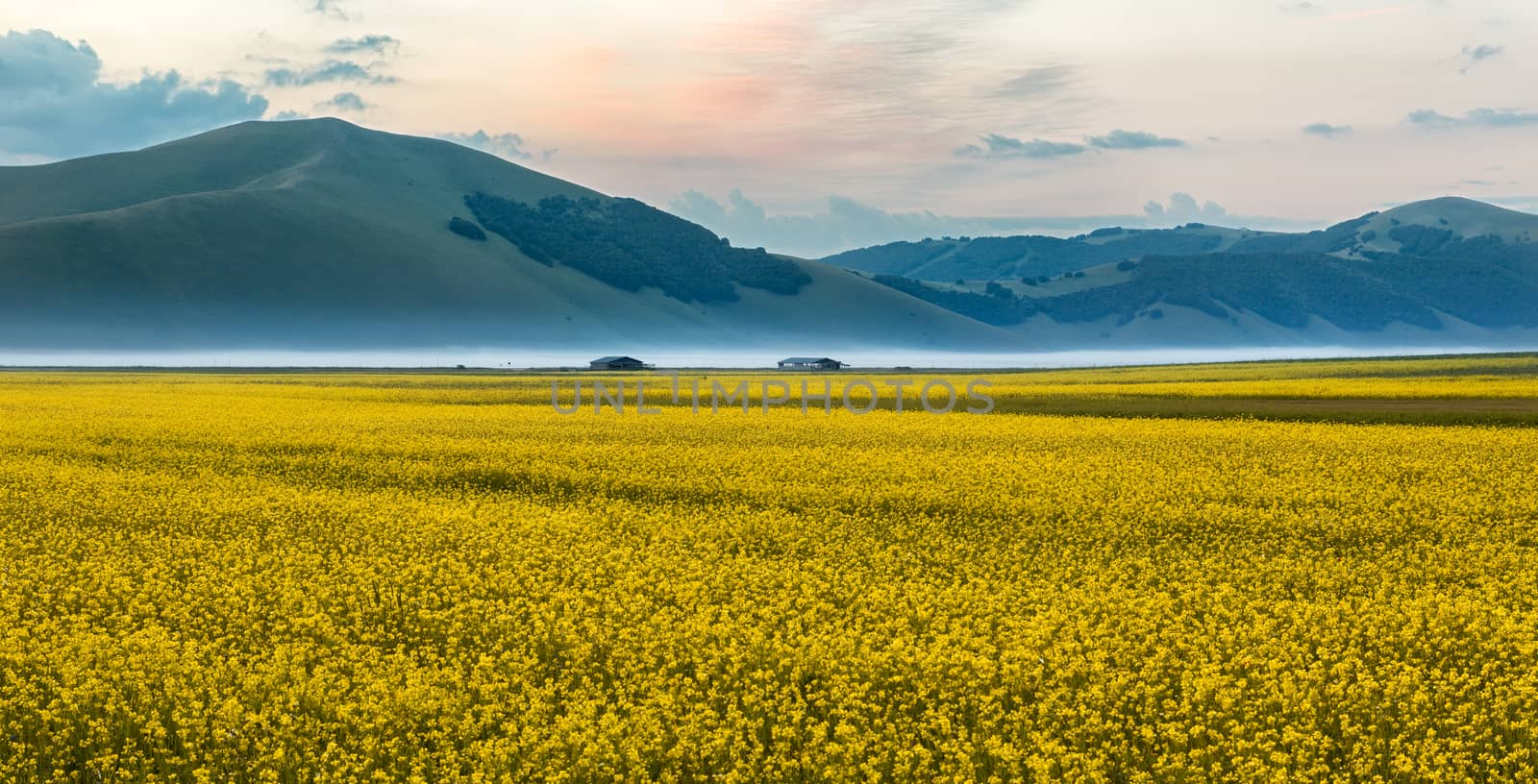 Blooming rapeseed at Piano Grande, Umbria, Italy by fisfra