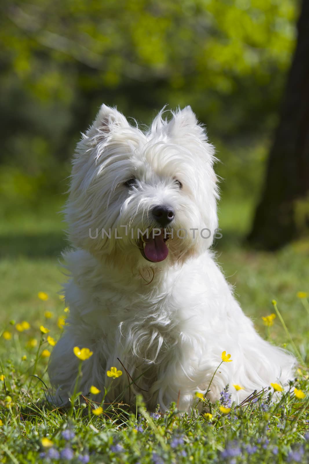 Female West Highland White Terrier great expression in the park