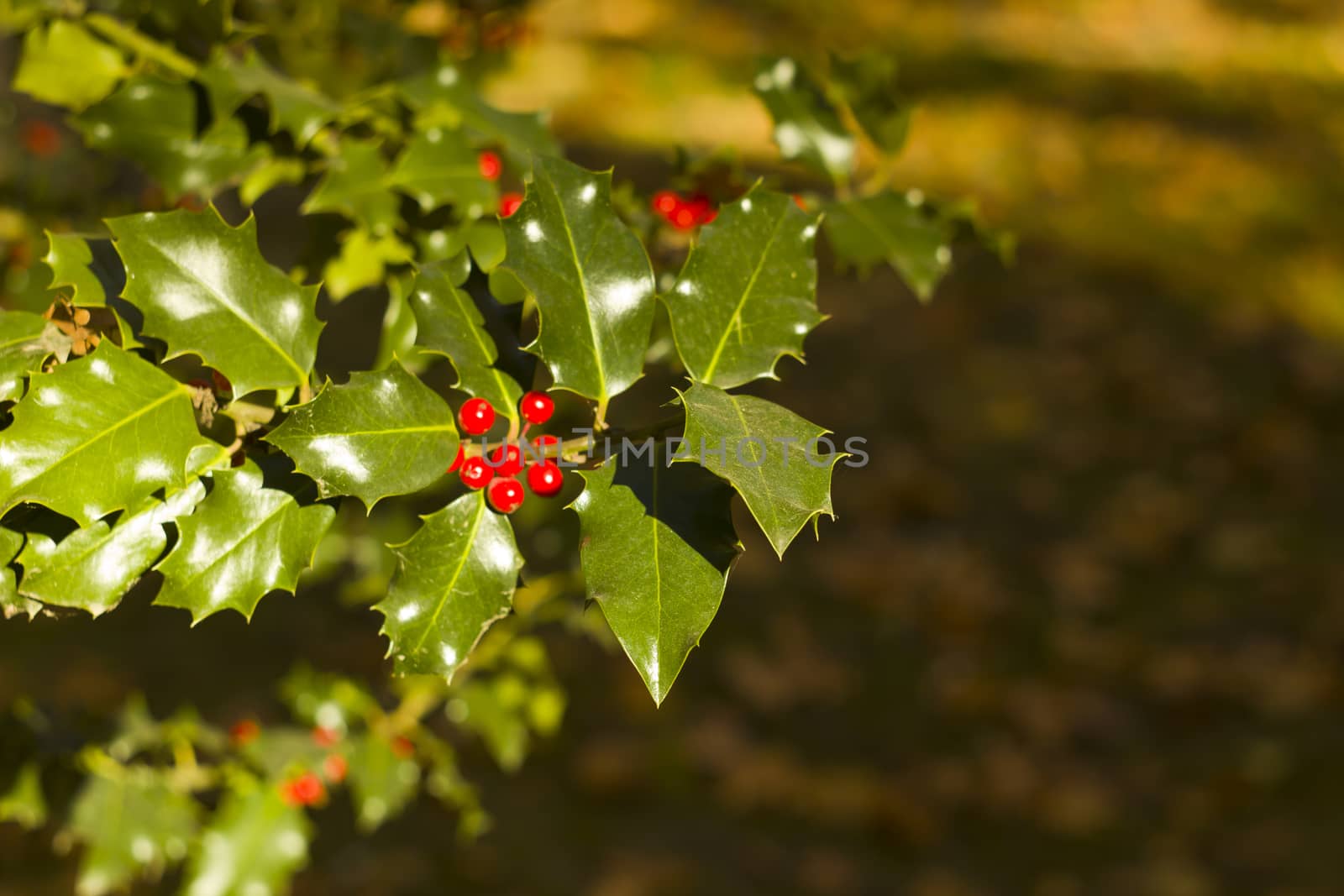 Holly Tree background for Chritsmas Cards